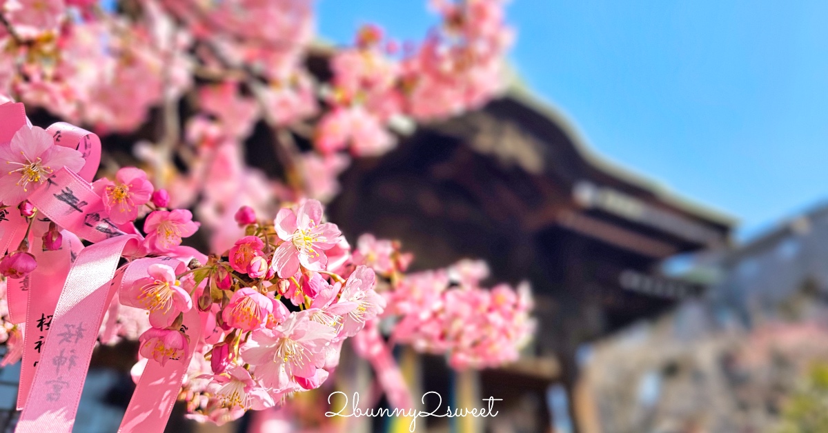 【櫻神宮】東京最夢幻櫻花神社！河津櫻、粉紅祈願緞帶、必收蕾絲御守的東京早櫻景點 @兔兒毛毛姊妹花