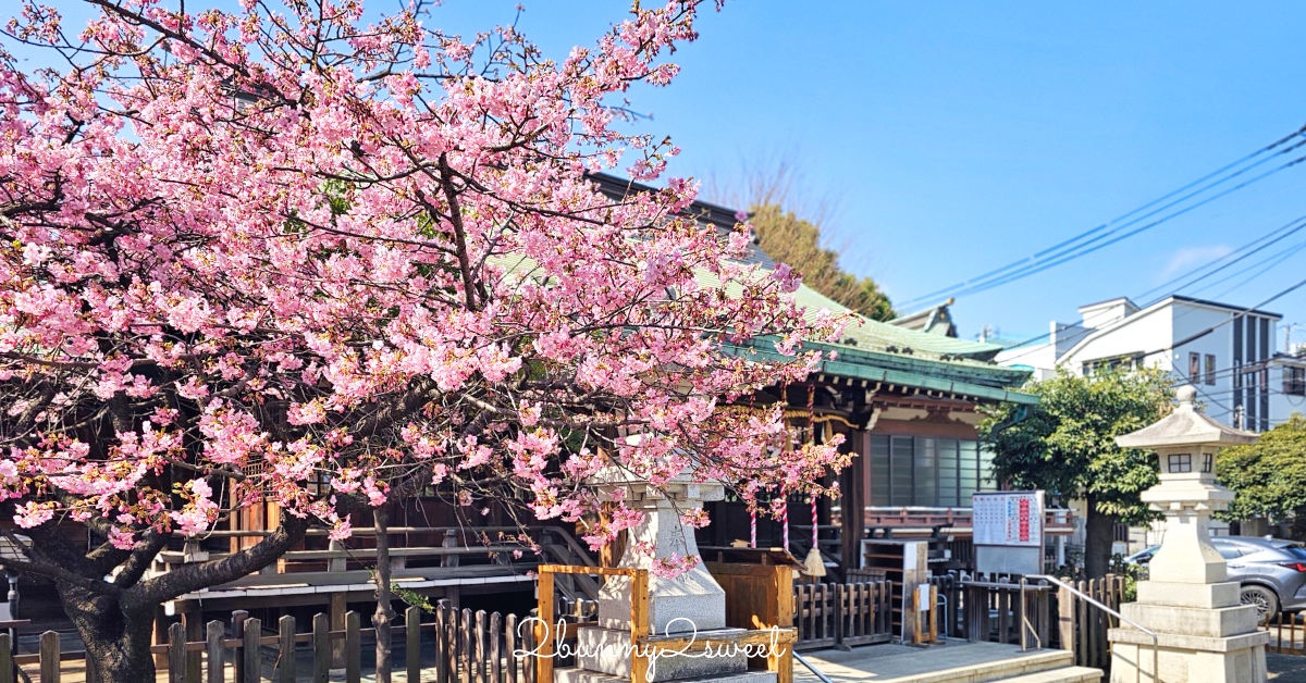 【新宿下落合冰川神社】東京河津櫻景點推薦，不輸櫻神宮的隱藏版秘境櫻花神社 @兔兒毛毛姊妹花