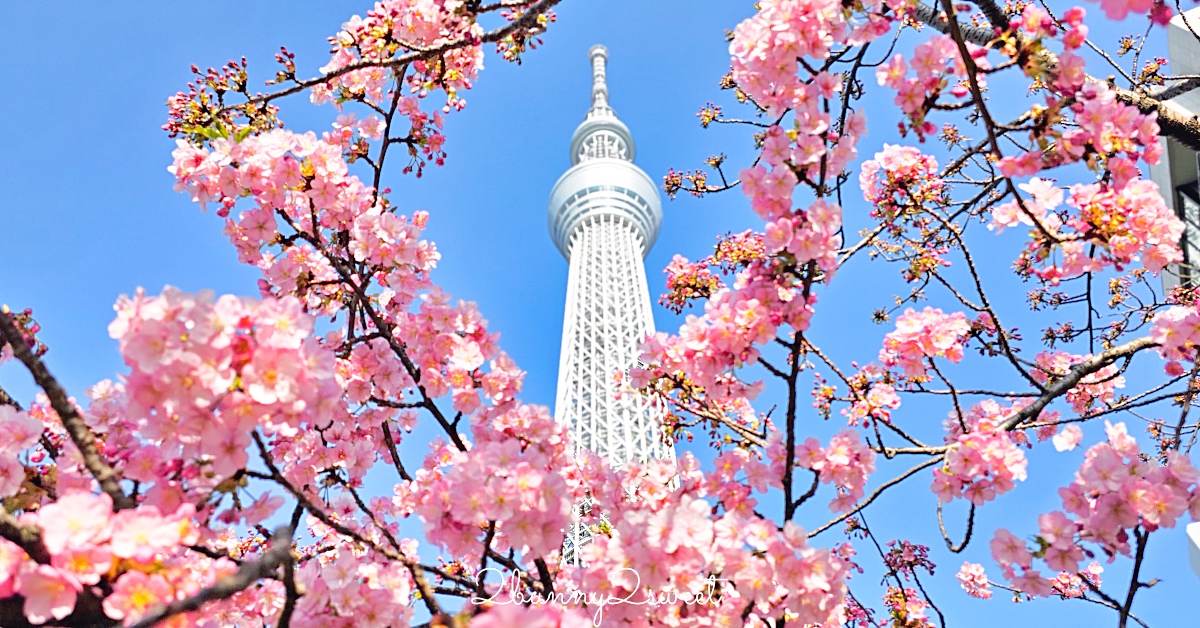 【晴空塔東武橋河津櫻】東京最夢幻早櫻拍攝點，二月櫻花＋Skytree同框經典畫面 @兔兒毛毛姊妹花