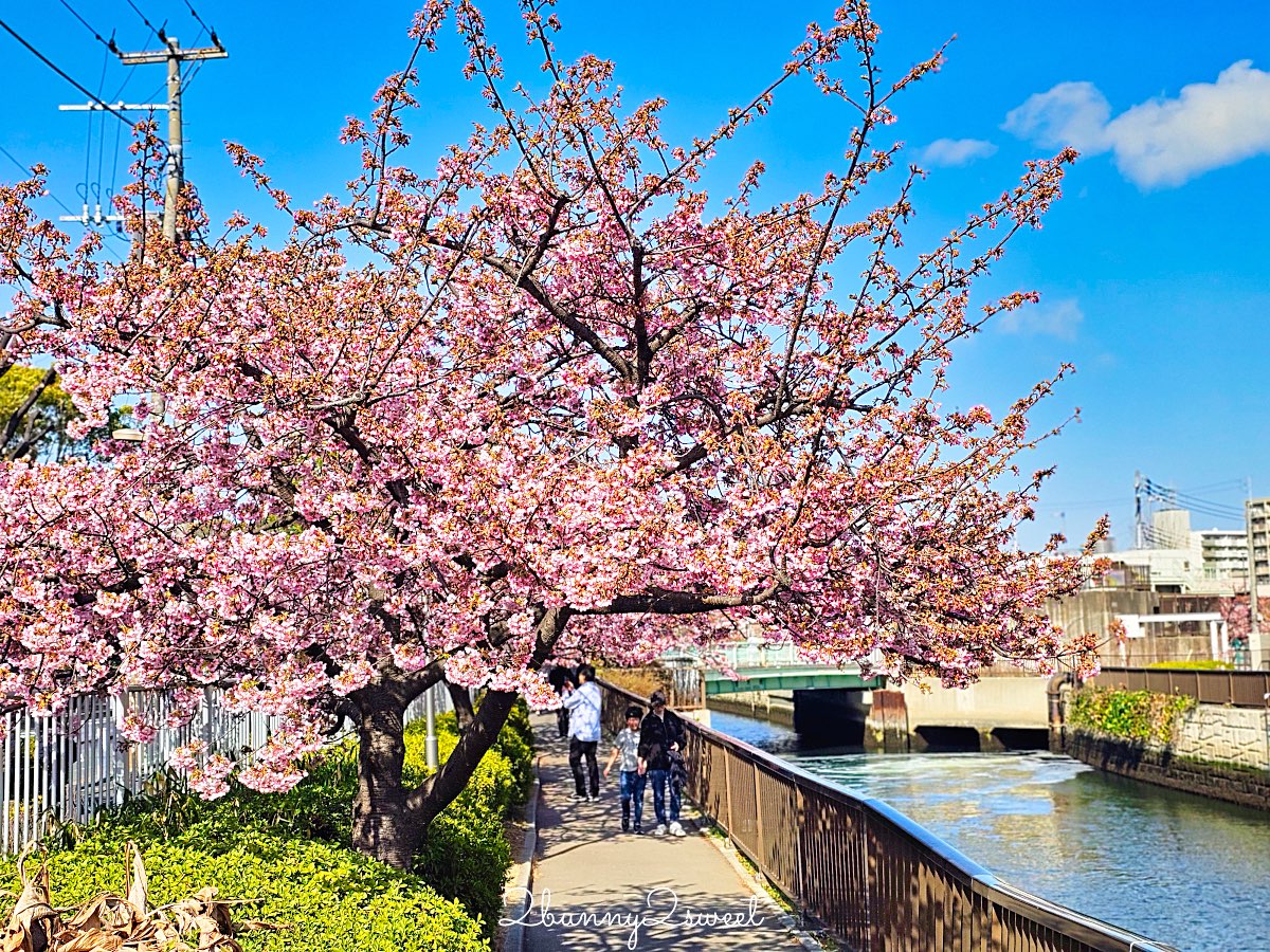 【大橫川散步道】東京河津櫻景點推薦：木場公園旁滿開櫻花步道，東京2月賞櫻推薦早櫻秘境 @兔兒毛毛姊妹花