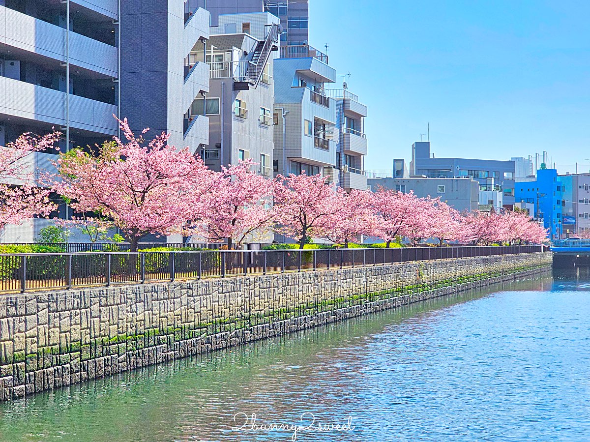 【大橫川散步道】東京河津櫻景點推薦：木場公園旁滿開櫻花步道，東京2月賞櫻推薦早櫻秘境 @兔兒毛毛姊妹花