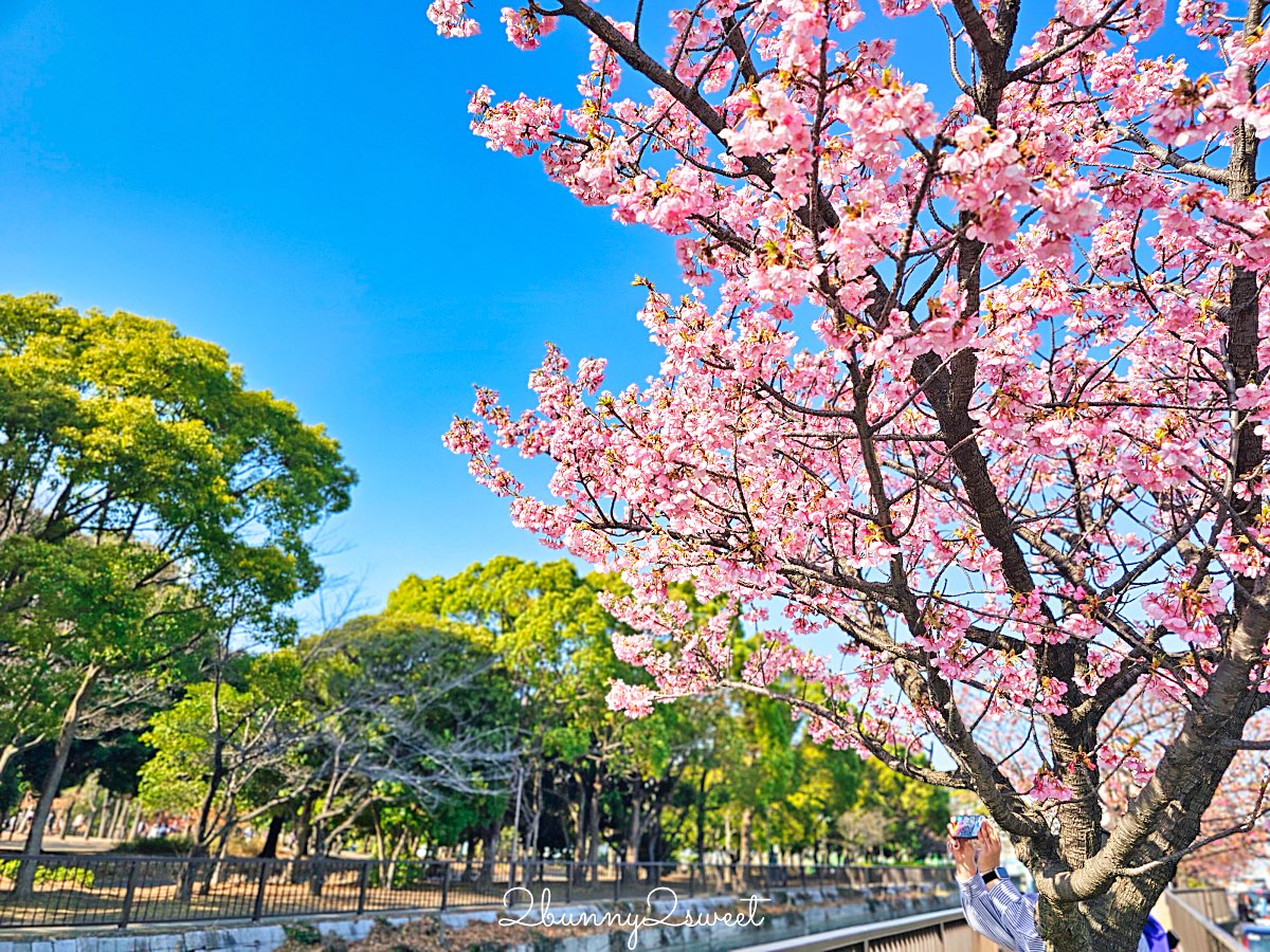 【大橫川散步道】東京河津櫻景點推薦：木場公園旁滿開櫻花步道，東京2月賞櫻推薦早櫻秘境 @兔兒毛毛姊妹花