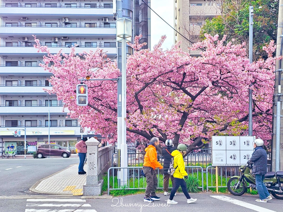 【京都早櫻景點懶人包】不用等櫻花季！6個京都2月～3月初就能看到早開櫻花的賞櫻景點推薦 @兔兒毛毛姊妹花