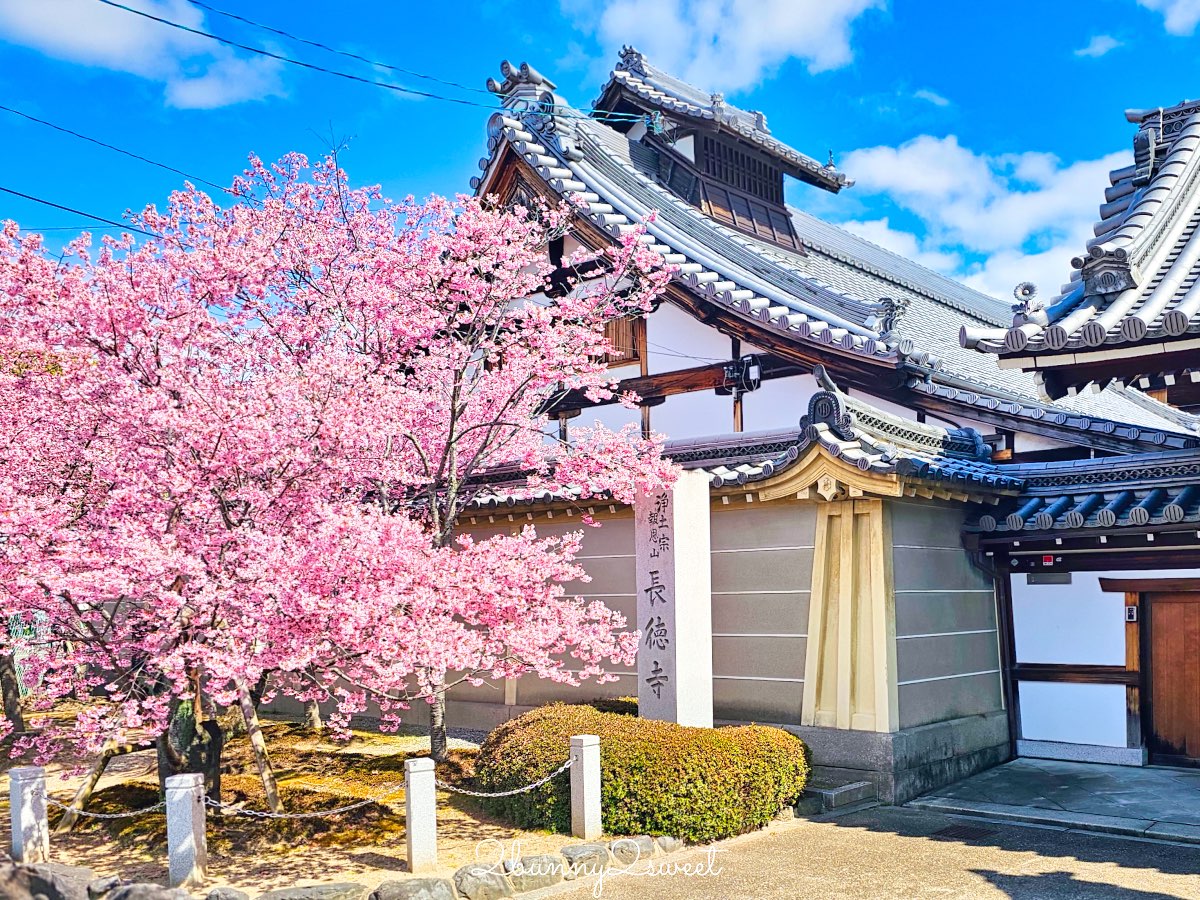 【京都長德寺阿龜櫻】京都賞櫻：三月初就能看到整棵粉紅櫻花滿開的早櫻景點 @兔兒毛毛姊妹花