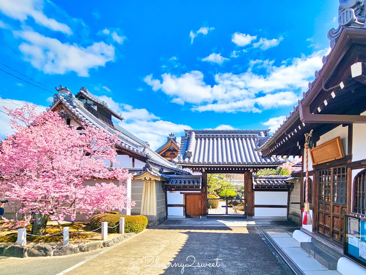 【京都長德寺阿龜櫻】京都賞櫻：三月初就能看到整棵粉紅櫻花滿開的早櫻景點 @兔兒毛毛姊妹花