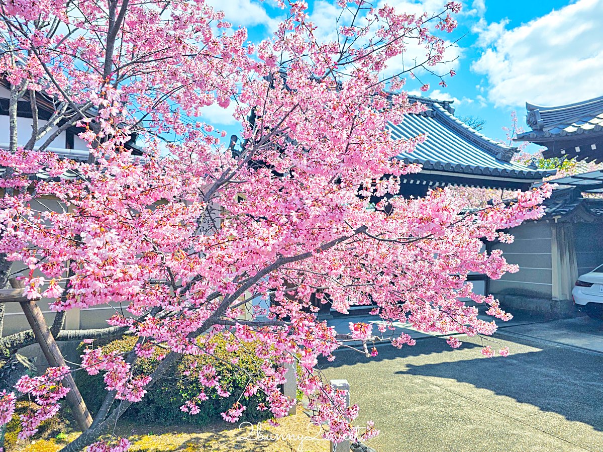 【京都長德寺阿龜櫻】京都賞櫻：三月初就能看到整棵粉紅櫻花滿開的早櫻景點 @兔兒毛毛姊妹花