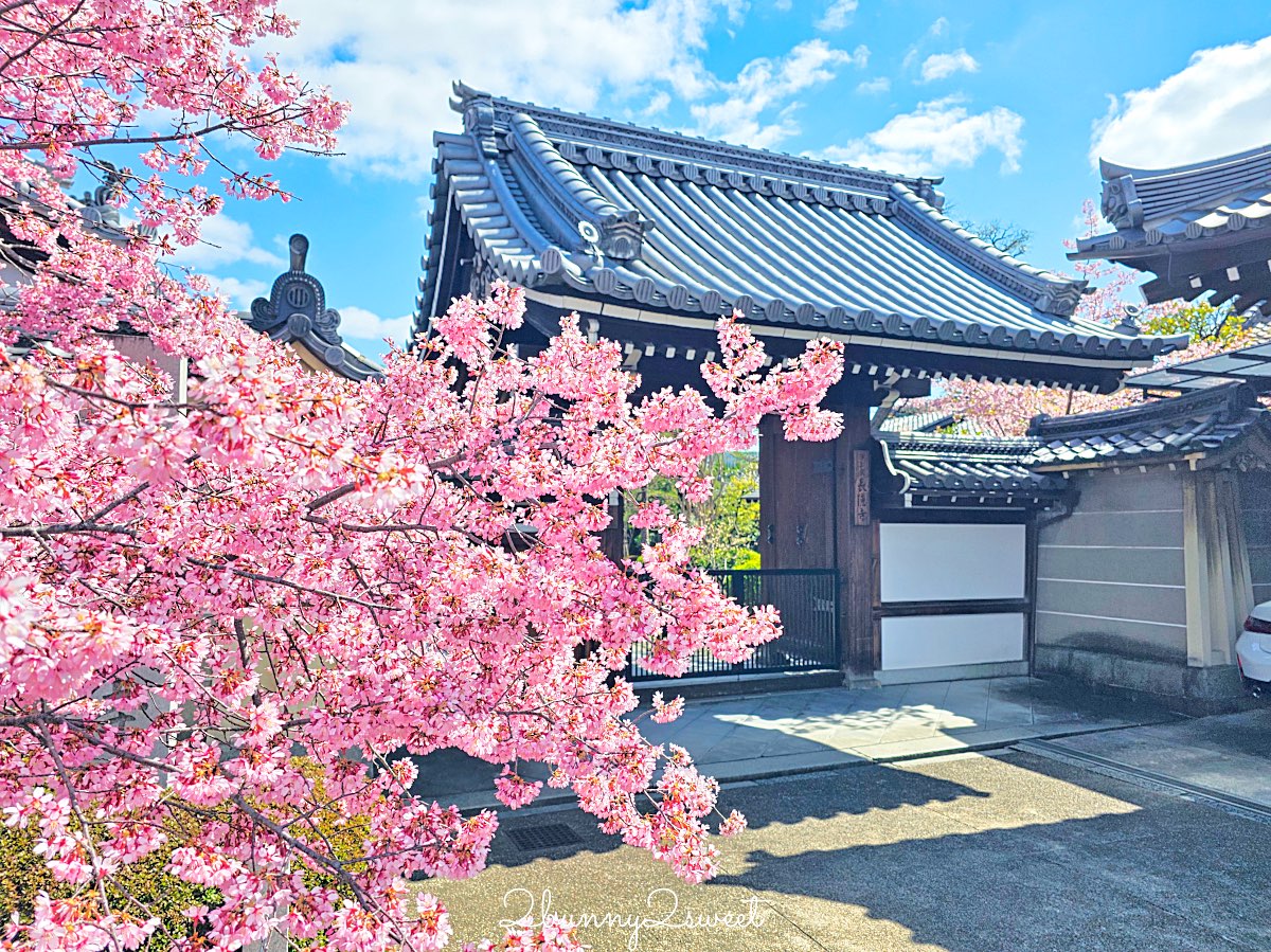 【京都長德寺阿龜櫻】京都賞櫻：三月初就能看到整棵粉紅櫻花滿開的早櫻景點 @兔兒毛毛姊妹花