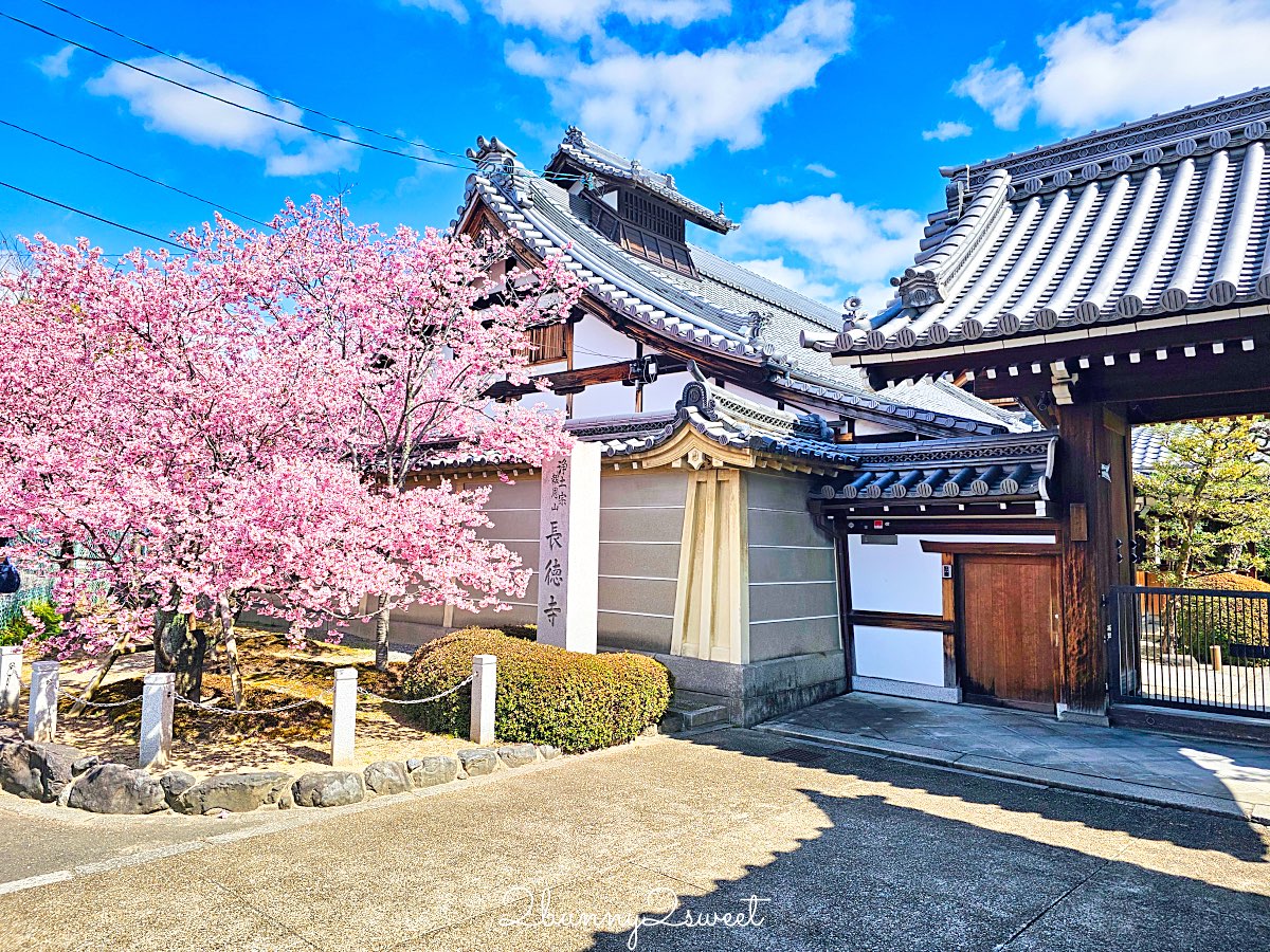 【京都長德寺阿龜櫻】京都賞櫻：三月初就能看到整棵粉紅櫻花滿開的早櫻景點 @兔兒毛毛姊妹花