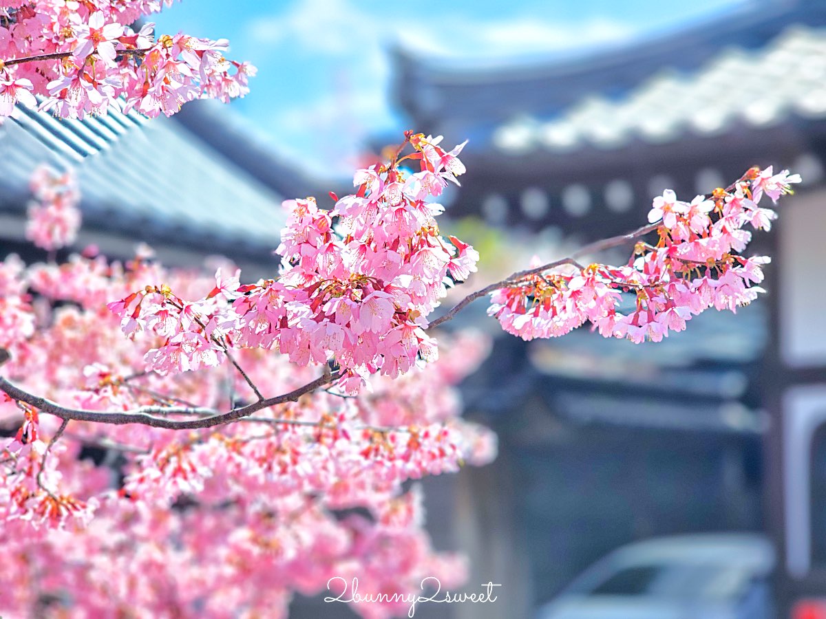 【京都長德寺阿龜櫻】京都賞櫻：三月初就能看到整棵粉紅櫻花滿開的早櫻景點 @兔兒毛毛姊妹花