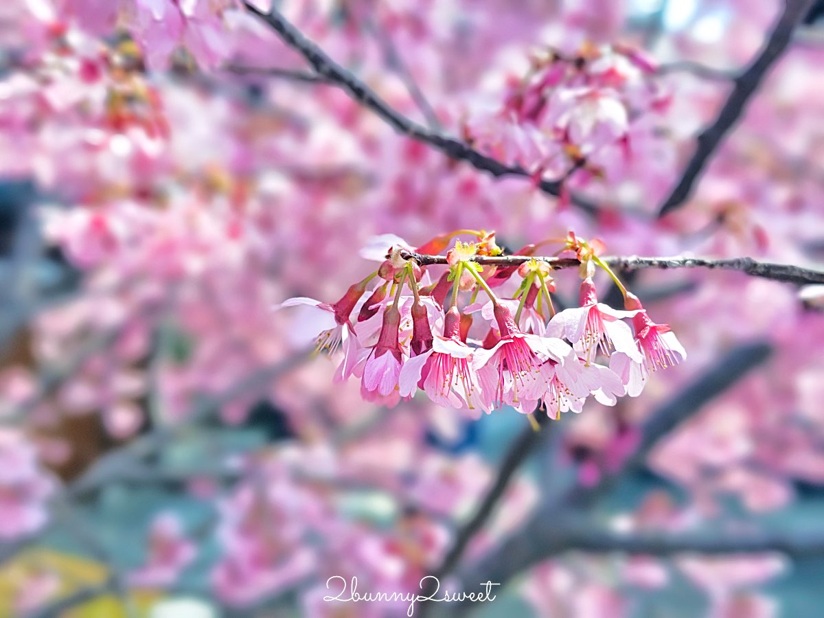 【京都長德寺阿龜櫻】京都賞櫻：三月初就能看到整棵粉紅櫻花滿開的早櫻景點 @兔兒毛毛姊妹花