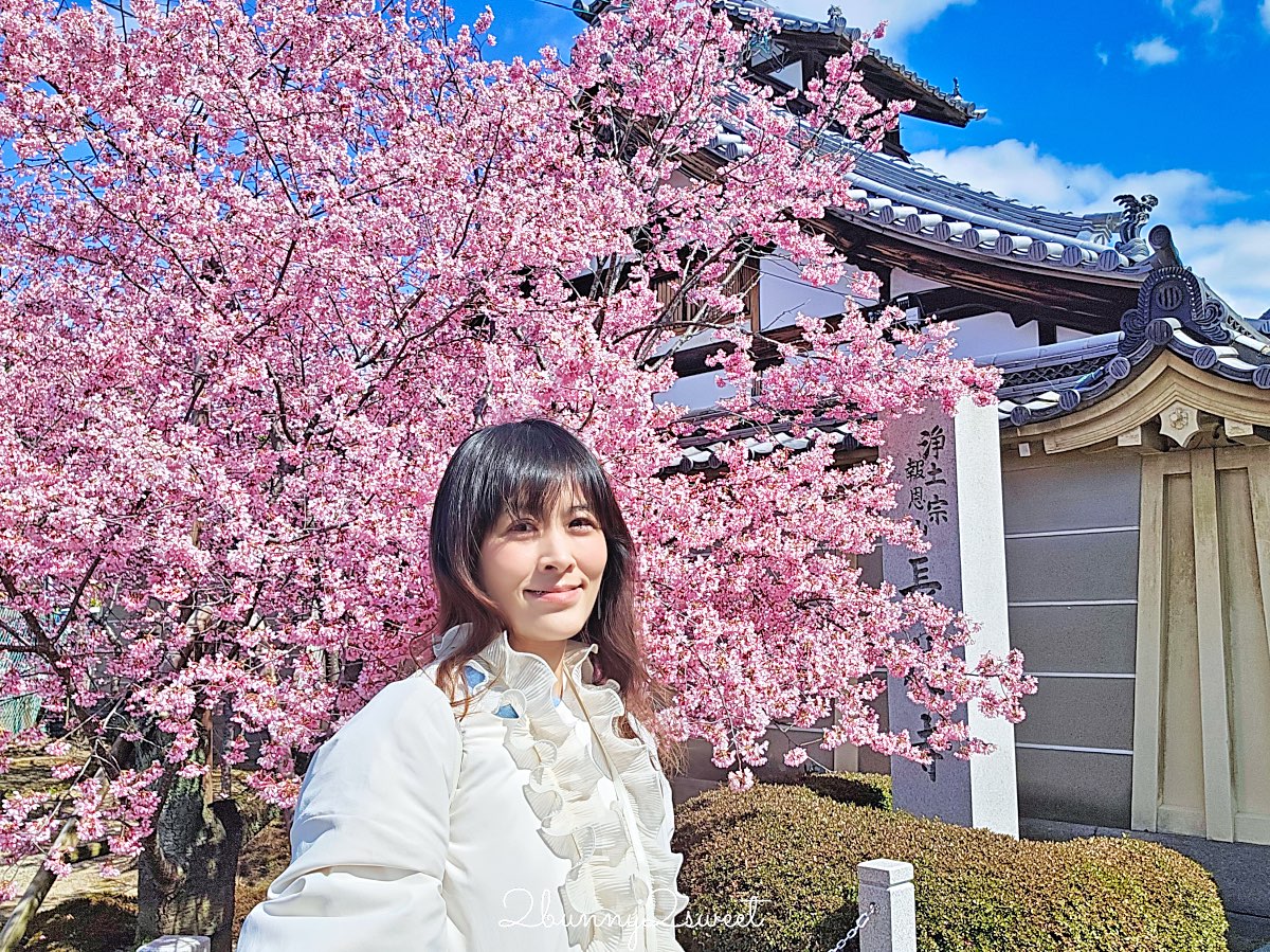【京都長德寺阿龜櫻】京都賞櫻：三月初就能看到整棵粉紅櫻花滿開的早櫻景點 @兔兒毛毛姊妹花