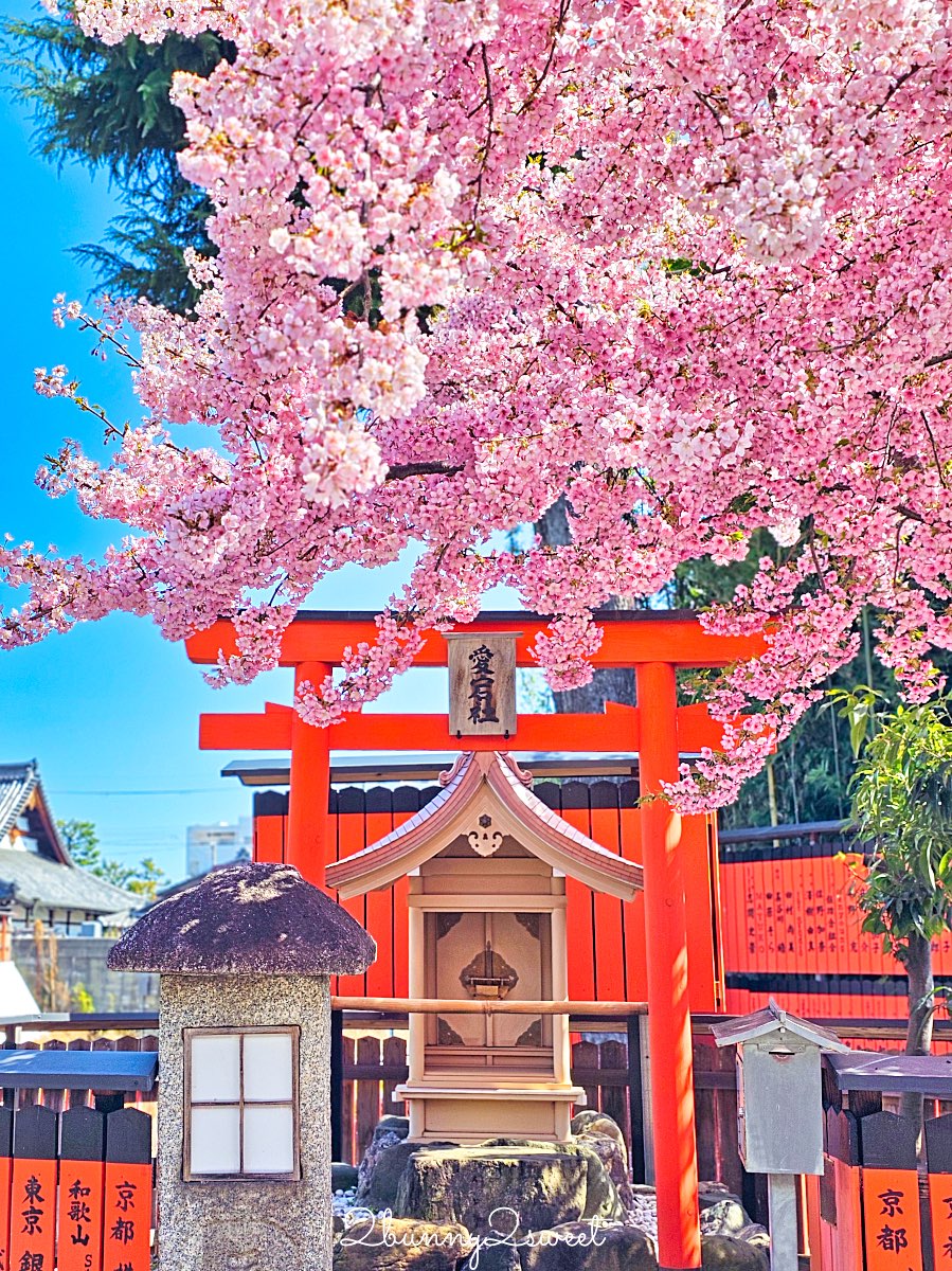 【京都車折神社】藝能神社＋早櫻秘境！從二月底一路賞櫻到四月，嵐山旁必訪神社 @兔兒毛毛姊妹花