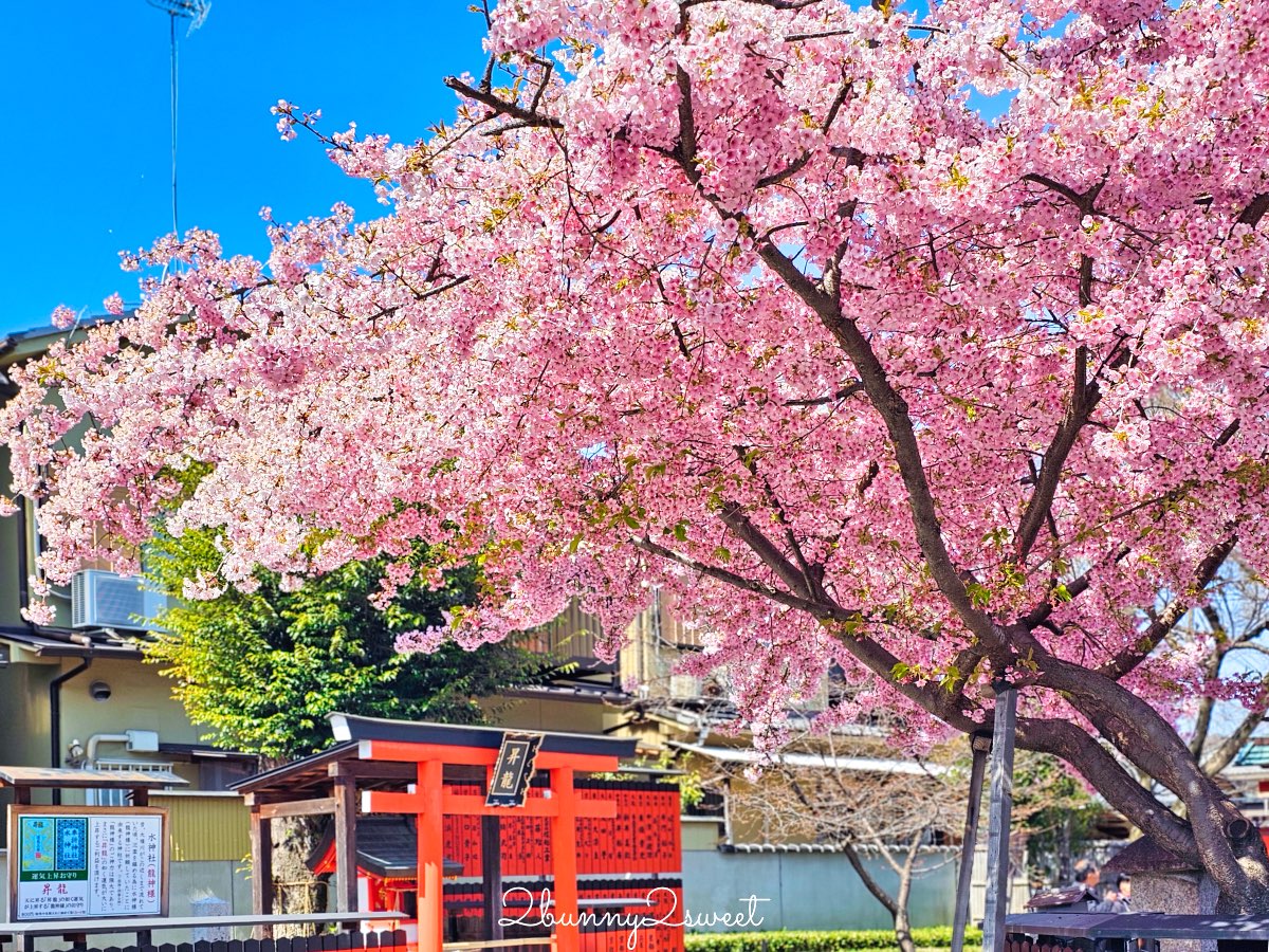 【京都車折神社】藝能神社＋早櫻秘境！從二月底一路賞櫻到四月，嵐山旁必訪神社 @兔兒毛毛姊妹花