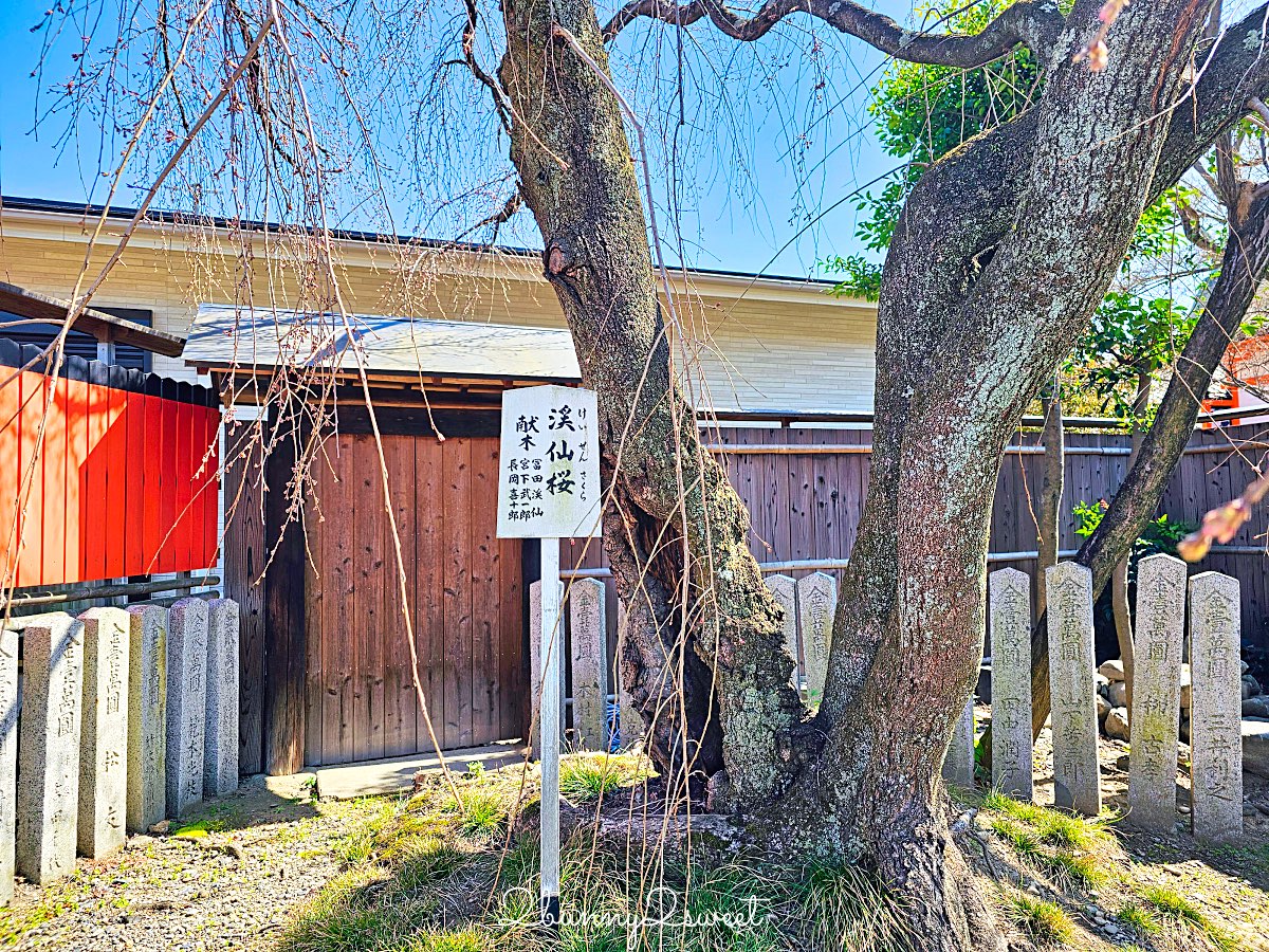【京都車折神社】藝能神社＋早櫻秘境！從二月底一路賞櫻到四月，嵐山旁必訪神社 @兔兒毛毛姊妹花