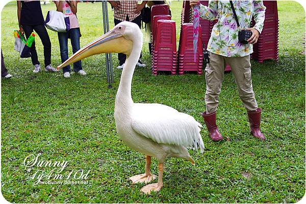 [新竹。親子景點] 餵食可愛動物初體驗@綠世界生態農場 @兔兒毛毛姊妹花