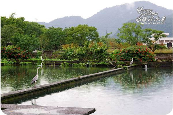 [兔兒遊宜蘭。1Y6M+] 雨天小旅行~勝洋水草 @兔兒毛毛姊妹花