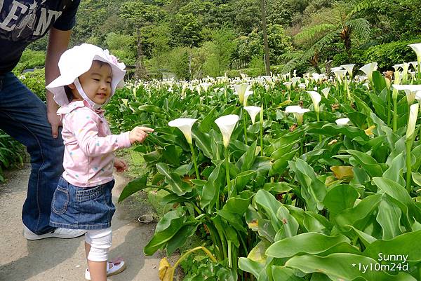 [兔兒遊台北。1Y10M+] 春の湯花小旅行(4)~綠山谷 Cafe 午茶 &#038; 漫步頂湖海芋田 @兔兒毛毛姊妹花