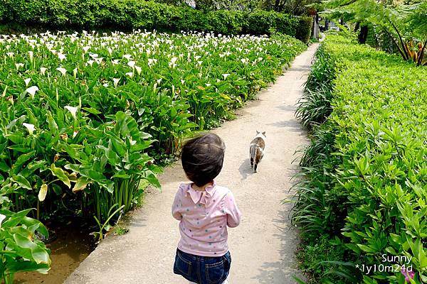 [兔兒遊台北。1Y10M+] 春の湯花小旅行(4)~綠山谷 Cafe 午茶 &#038; 漫步頂湖海芋田 @兔兒毛毛姊妹花