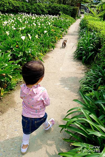 [兔兒遊台北。1Y10M+] 春の湯花小旅行(4)~綠山谷 Cafe 午茶 &#038; 漫步頂湖海芋田 @兔兒毛毛姊妹花