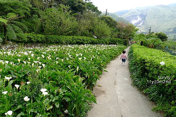 [兔兒遊台北。1Y10M+] 春の湯花小旅行(4)~綠山谷 Cafe 午茶 &#038; 漫步頂湖海芋田 @兔兒毛毛姊妹花