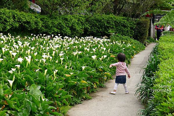 [兔兒遊台北。1Y10M+] 春の湯花小旅行(4)~綠山谷 Cafe 午茶 &#038; 漫步頂湖海芋田 @兔兒毛毛姊妹花