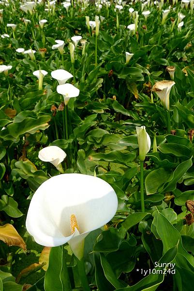 [兔兒遊台北。1Y10M+] 春の湯花小旅行(4)~綠山谷 Cafe 午茶 &#038; 漫步頂湖海芋田 @兔兒毛毛姊妹花