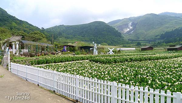 [兔兒遊台北。1Y10M+] 春の湯花小旅行(4)~綠山谷 Cafe 午茶 &#038; 漫步頂湖海芋田 @兔兒毛毛姊妹花