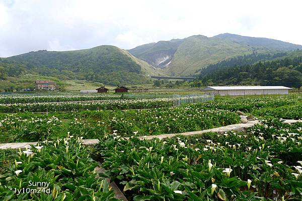 [兔兒遊台北。1Y10M+] 春の湯花小旅行(4)~綠山谷 Cafe 午茶 &#038; 漫步頂湖海芋田 @兔兒毛毛姊妹花