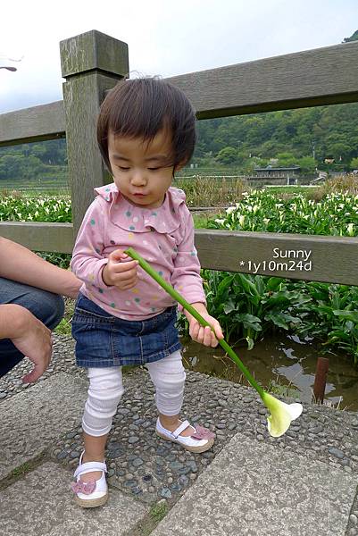 [兔兒遊台北。1Y10M+] 春の湯花小旅行(4)~綠山谷 Cafe 午茶 &#038; 漫步頂湖海芋田 @兔兒毛毛姊妹花