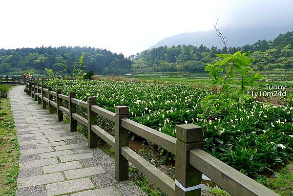 [兔兒遊台北。1Y10M+] 春の湯花小旅行(4)~綠山谷 Cafe 午茶 &#038; 漫步頂湖海芋田 @兔兒毛毛姊妹花