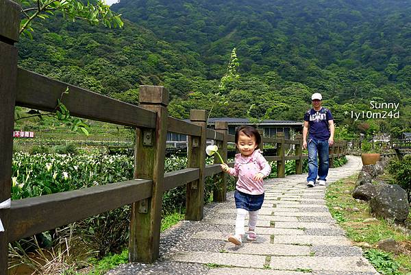 [兔兒遊台北。1Y10M+] 春の湯花小旅行(4)~綠山谷 Cafe 午茶 &#038; 漫步頂湖海芋田 @兔兒毛毛姊妹花