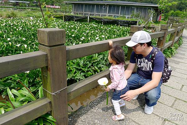 [兔兒遊台北。1Y10M+] 春の湯花小旅行(4)~綠山谷 Cafe 午茶 &#038; 漫步頂湖海芋田 @兔兒毛毛姊妹花