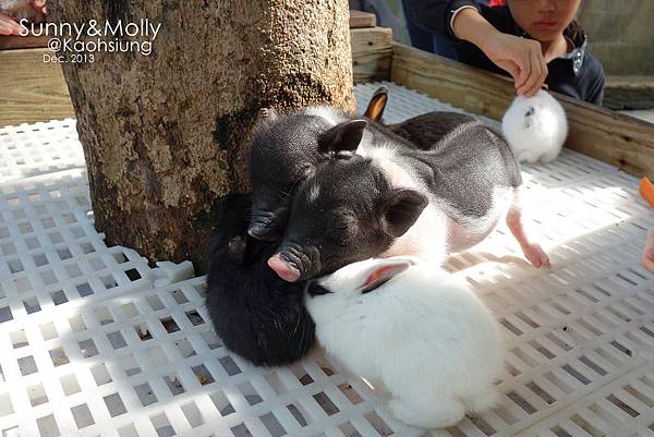 [親子遊。高雄] 追逐暖陽小旅行(下)-動物園裡看飛機??@好好玩的淨園農場 @兔兒毛毛姊妹花