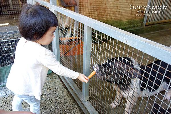 [親子遊。高雄] 追逐暖陽小旅行(下)-動物園裡看飛機??@好好玩的淨園農場 @兔兒毛毛姊妹花