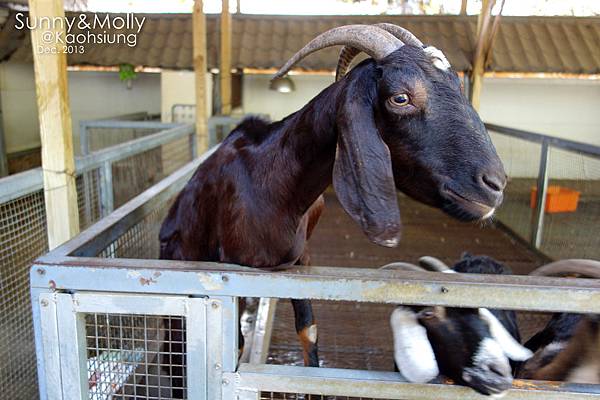 [親子遊。高雄] 追逐暖陽小旅行(下)-動物園裡看飛機??@好好玩的淨園農場 @兔兒毛毛姊妹花