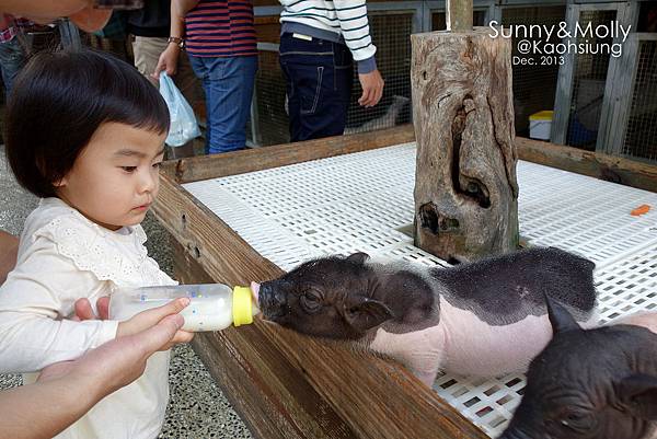 [親子遊。高雄] 追逐暖陽小旅行(下)-動物園裡看飛機??@好好玩的淨園農場 @兔兒毛毛姊妹花