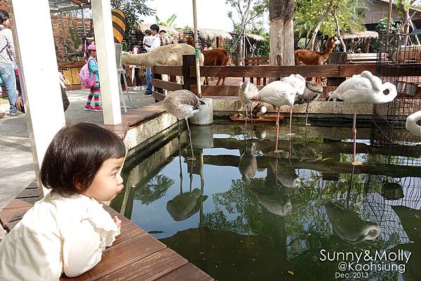 [親子遊。高雄] 追逐暖陽小旅行(下)-動物園裡看飛機??@好好玩的淨園農場 @兔兒毛毛姊妹花