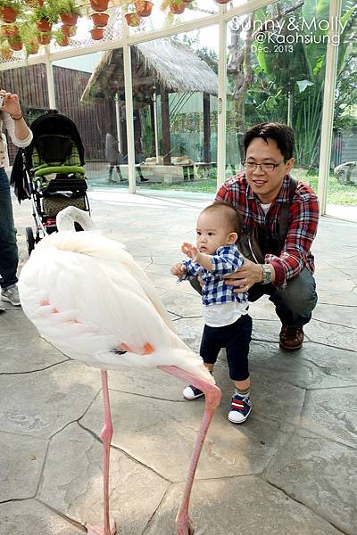 [親子遊。高雄] 追逐暖陽小旅行(下)-動物園裡看飛機??@好好玩的淨園農場 @兔兒毛毛姊妹花