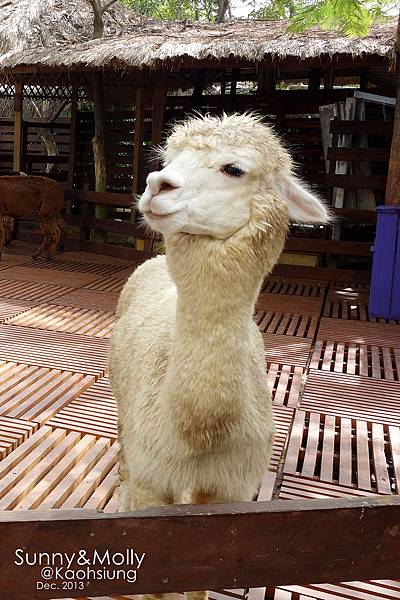 [親子遊。高雄] 追逐暖陽小旅行(下)-動物園裡看飛機??@好好玩的淨園農場 @兔兒毛毛姊妹花