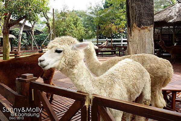 [親子遊。高雄] 追逐暖陽小旅行(下)-動物園裡看飛機??@好好玩的淨園農場 @兔兒毛毛姊妹花