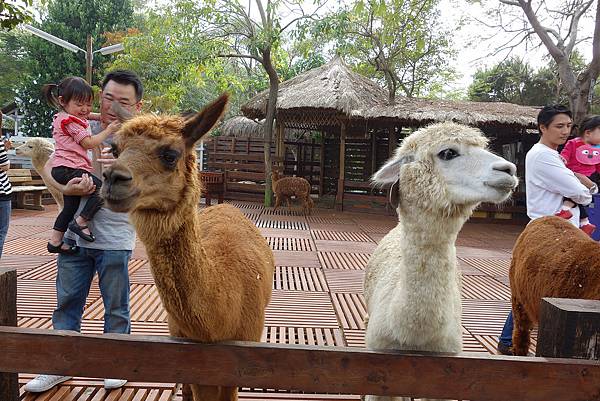 [親子遊。高雄] 追逐暖陽小旅行(下)-動物園裡看飛機??@好好玩的淨園農場 @兔兒毛毛姊妹花