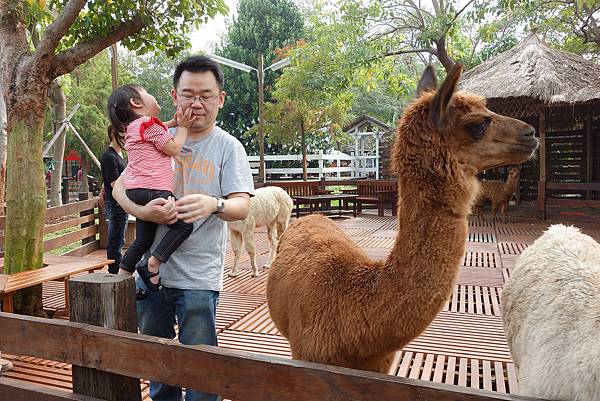 [親子遊。高雄] 追逐暖陽小旅行(下)-動物園裡看飛機??@好好玩的淨園農場 @兔兒毛毛姊妹花