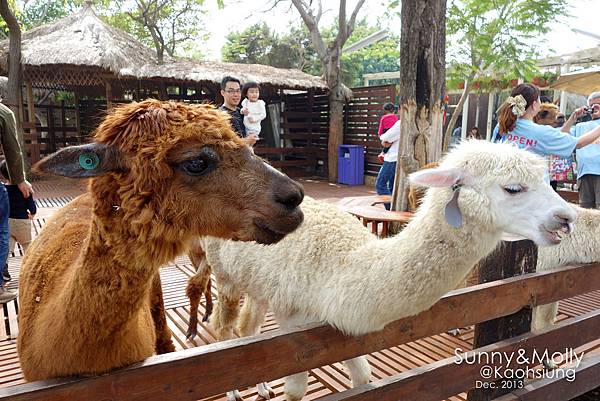 [親子遊。高雄] 追逐暖陽小旅行(下)-動物園裡看飛機??@好好玩的淨園農場 @兔兒毛毛姊妹花