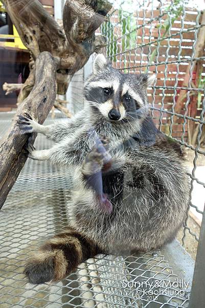 [親子遊。高雄] 追逐暖陽小旅行(下)-動物園裡看飛機??@好好玩的淨園農場 @兔兒毛毛姊妹花