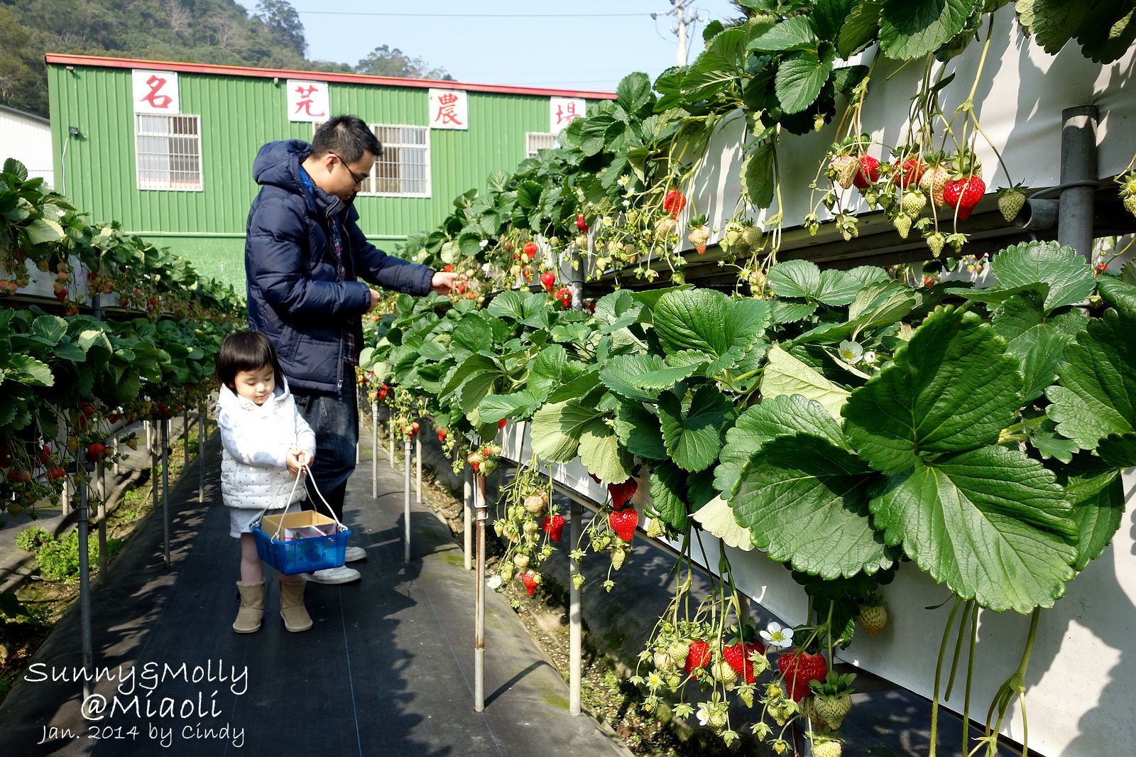 [親子旅遊。懶人包] 草莓季來囉!! 臺北、新竹、苗栗、台中、台東自採草莓農場、景點、行程推薦 @兔兒毛毛姊妹花