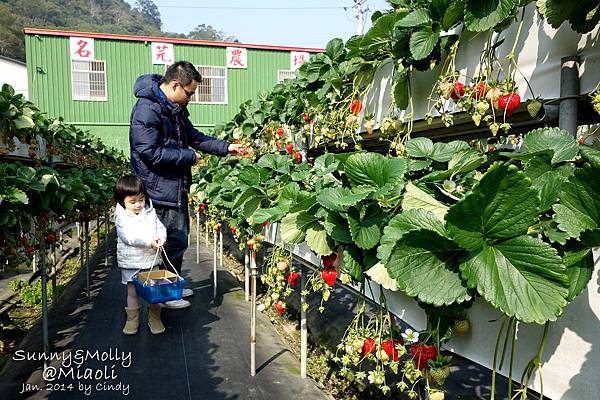 [親子遊。苗栗] 草莓。溫泉。牧場行 (上)-棗莊用餐餵兔子&#038;大湖採草莓 @兔兒毛毛姊妹花