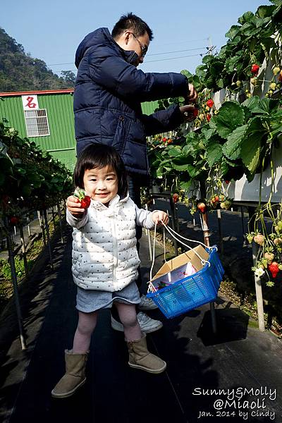 [親子遊。苗栗] 草莓。溫泉。牧場行 (上)-棗莊用餐餵兔子&#038;大湖採草莓 @兔兒毛毛姊妹花