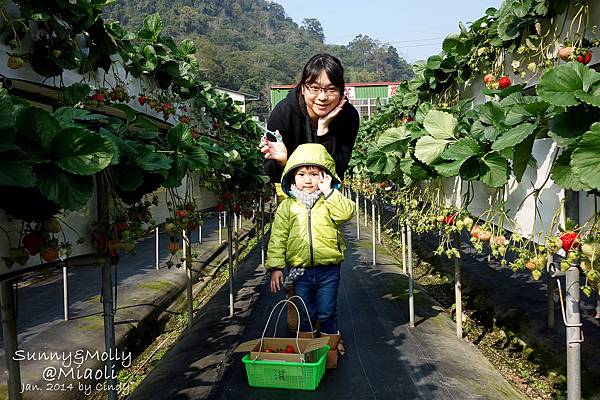 [親子遊。苗栗] 草莓。溫泉。牧場行 (上)-棗莊用餐餵兔子&#038;大湖採草莓 @兔兒毛毛姊妹花