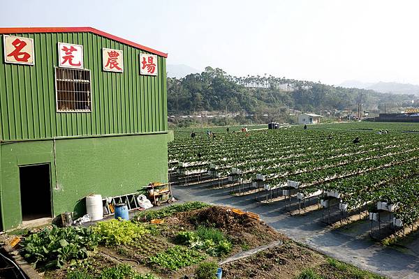 [親子遊。苗栗] 草莓。溫泉。牧場行 (上)-棗莊用餐餵兔子&#038;大湖採草莓 @兔兒毛毛姊妹花