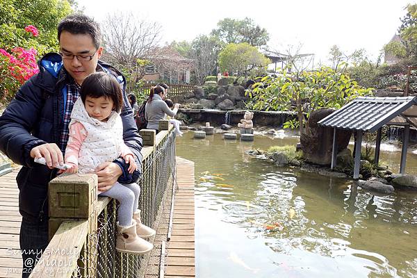 [親子遊。苗栗] 草莓。溫泉。牧場行 (下)-巧克力雲莊賞櫻+用餐&#038;四方牧場餵小牛+滑草 @兔兒毛毛姊妹花